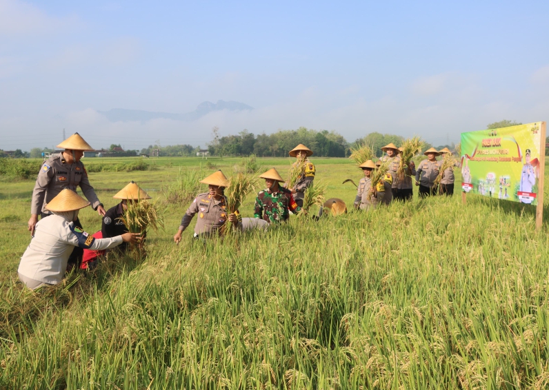 Panen Raya Padi Selogiri Wonogiri Bentuk Dukungan Wujudkan Swasembada Pangan Program Prioritas Prabowo Gibran