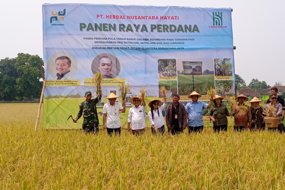 Info Lur!Ada Pola Tanam Sehat, Padi Jadi Anti Tikus Bebas Hama dan Tidak Diserang Burung Pipit