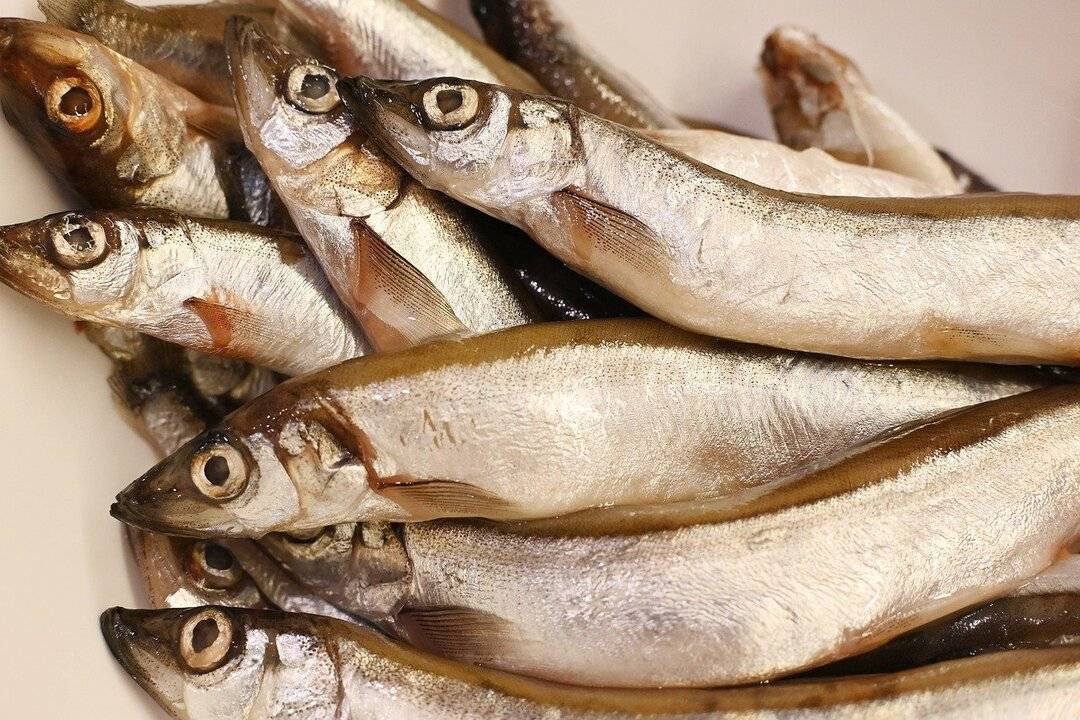 ikan