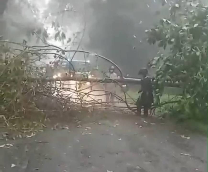 Brukk!Pohon Tumbang di Gunung Pegat, Jalur Provinsi Wonogiri–Pacitan Sempat Lumpuh!