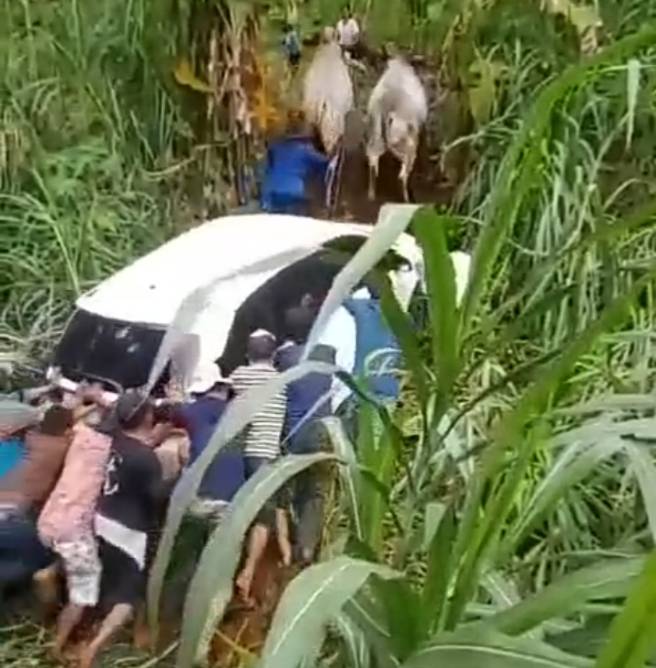 Viral!Warga Gunakan 2 Sapi Tarik Mobil Masuk Sawah, Tak Butuh Derek