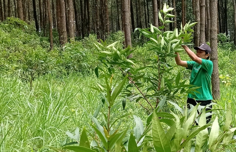 Fakta Mengejutkan Terungkap di Hutan Wonogiri, Banyak Tanaman Hilang