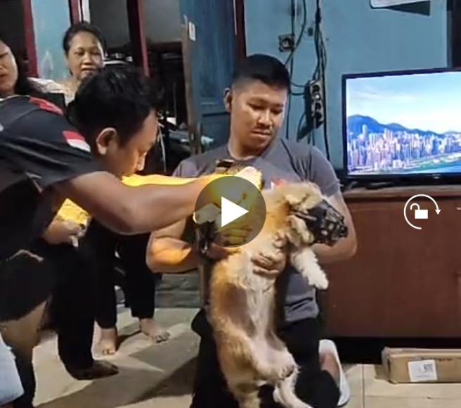 Detik-Detik Dramatis! Kolaborasi Damkar Wonogiri dengan K9 Polres Selamatkan Anjing yang Kakinya Tertancap Paku Tengah Malam!