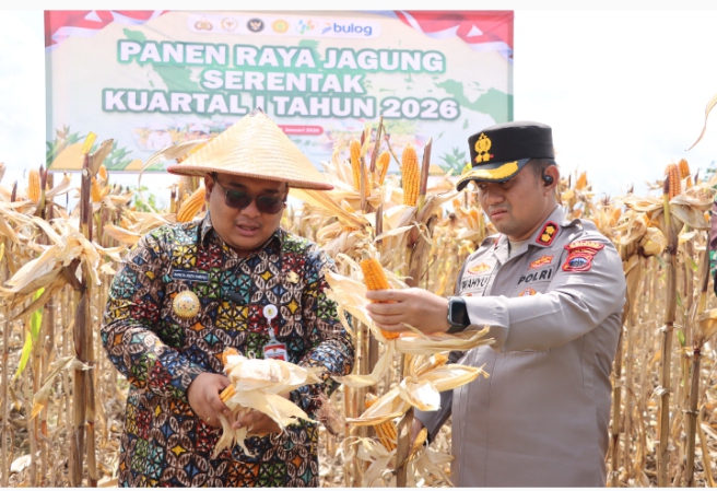Terungkap! Lahan Jagung Wonogiri Meluas Cepat, 25 Hektare Dipanen Serentak, 1.000 Hektare Menyusul