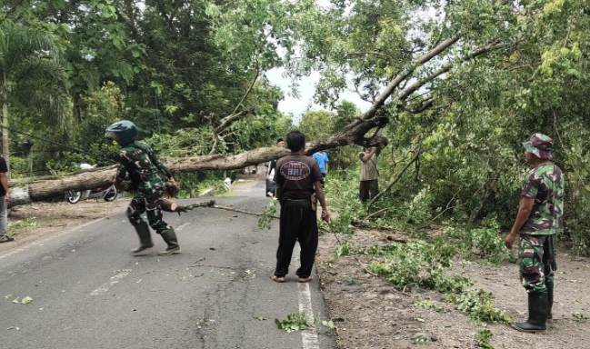 Jalan Provinsi Wonogiri–Pacitan Lumpuh Mendadak, Pohon Raksasa Tumbang Tutup Total Akses Antarwilayah