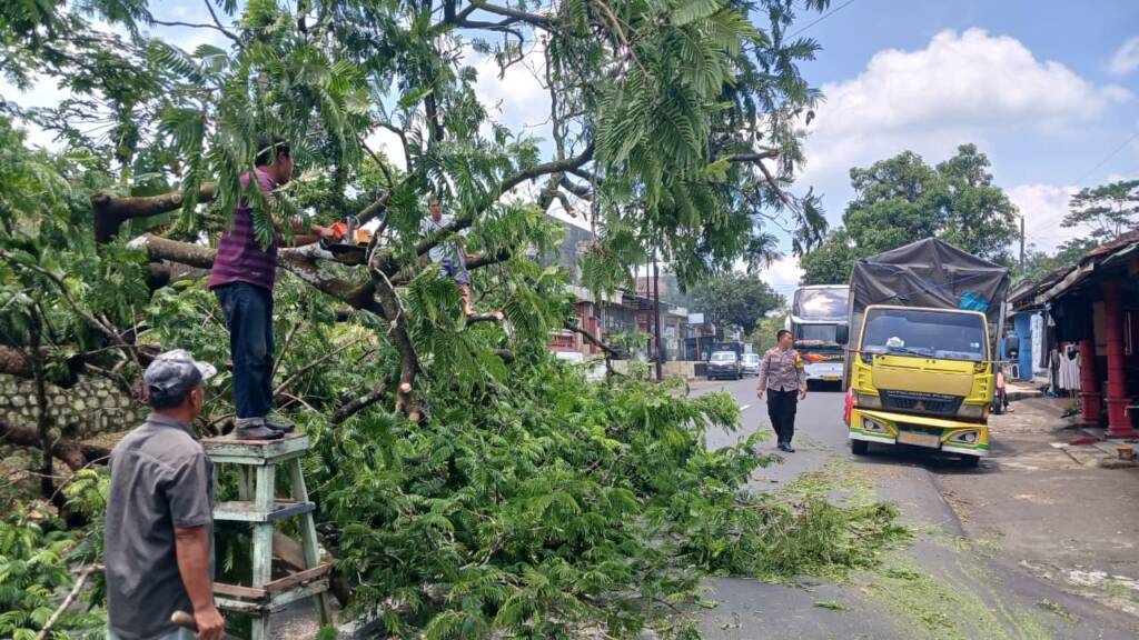 Lapuk, Pohon Pete di Sidoharjo Tiba-Tiba Ambruk