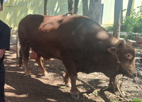 Pengadaan Sapi Kurban Presiden Ternyata Pakai APBN Rp100 Miliar, Bukan Uang Pribadi!