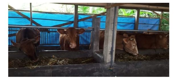 Sapi