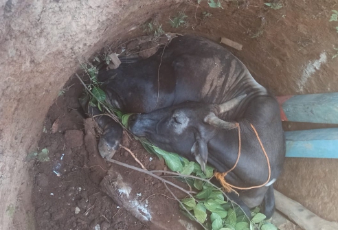 Geger Pagi di Wonogiri! Sapi Terperosok ke Dalam Sumur, Evakuasi Dramatis Bikin Warga Tahan Napas