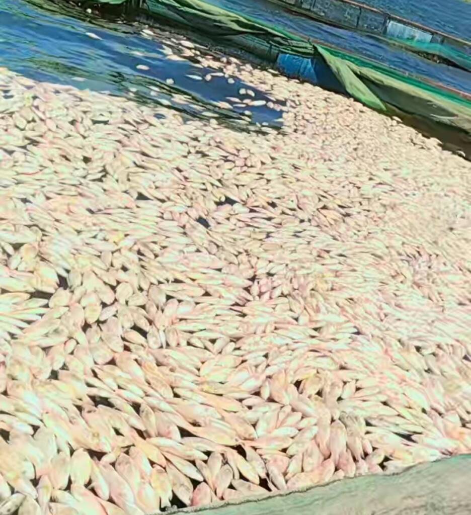 ikan mati