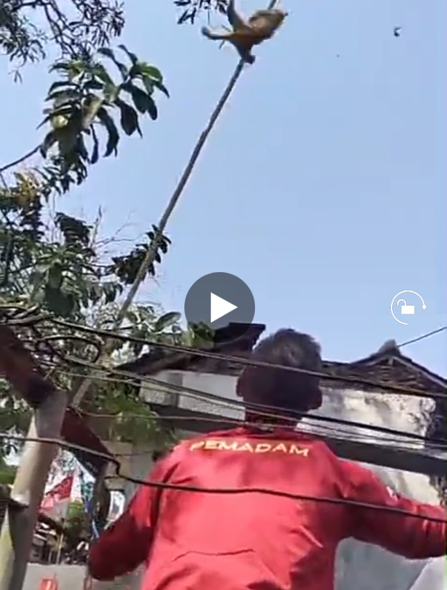 Evakuasi kucing