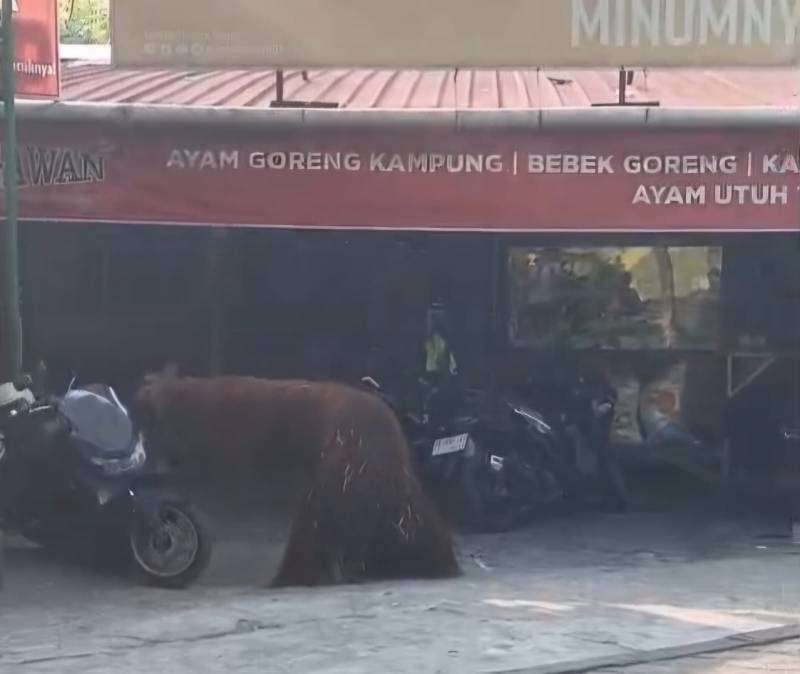 orang utan