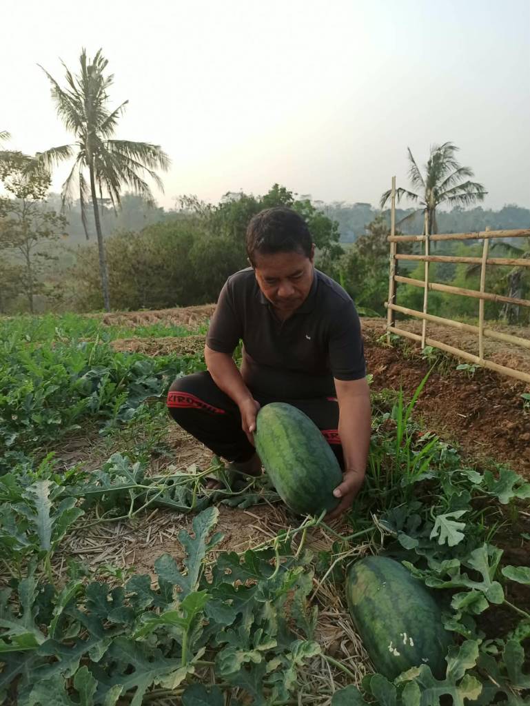 Gratis Tiket Masuk Tanpa Uang Parkir, di Agro Wisata Panggil Jatipurno Wonogiri Pengunjung Bisa Petik Buah Sendiri