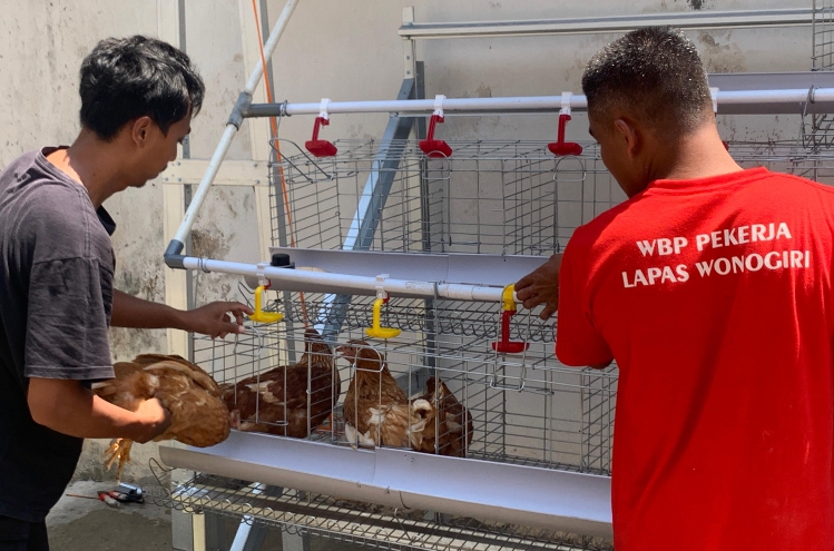 169 Ayam Petelur Mulai Dipelihara di Lapas Wonogiri, WBP Belajar Beternak dari Nol untuk Bekal Setelah Bebas